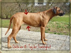 Dalila 35. Tag