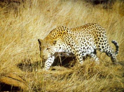 Reisebericht Namibia